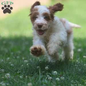 Pretzel, Cavapoo Puppy